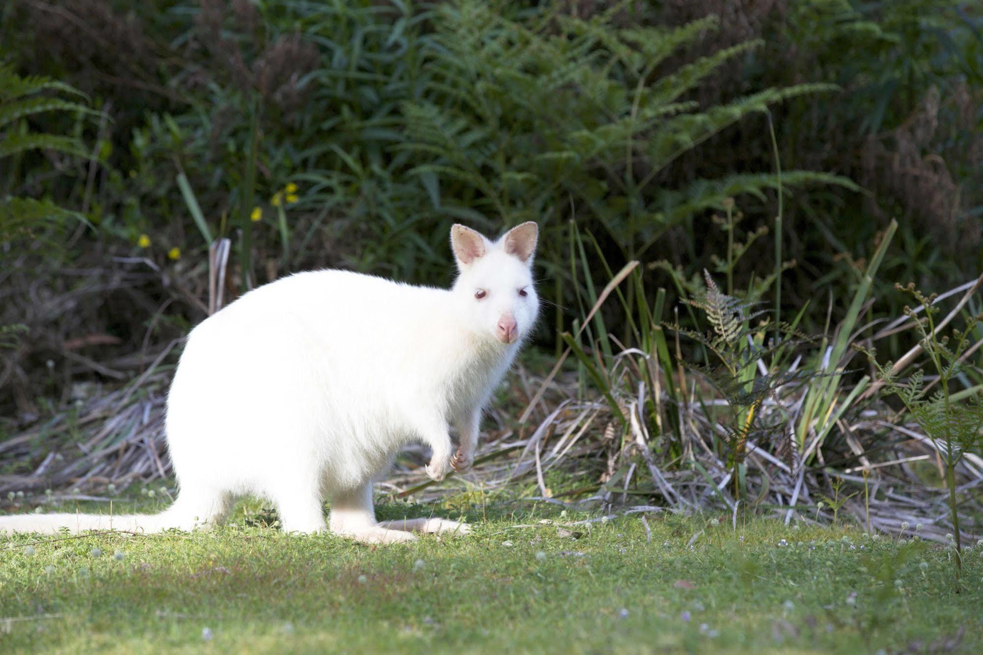 Bruny Island Lodge South Bruny Esterno foto